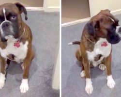 Mom Tries To Trick Stinky Boxer Into A Bath, But Boxer’s Comeback Is Hilarious