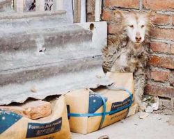 Neglected Husky Sat Frozen In Fear In A Corner Refuses To Move Until Rescuers Arrive