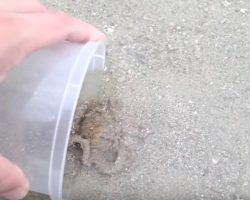 Man Saves Tiny Stranded Octopus, And It Thanks Him In Return