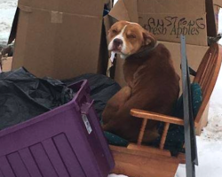 Dog Discarded With The Trash Found Trying To Keep Warm On An Old Chair