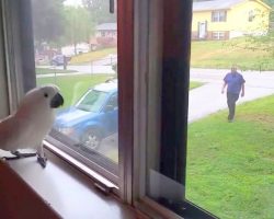 Cockatoo Waits For Dad To Return, Goes Crazy With Joy When He Finally Spots Him