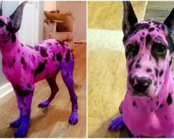 Woman Wanted Her Great Dane To Look ‘More Approachable’ – So She Dyed Her Pink