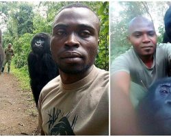 Park Rangers Take Epic Selfies With Gorillas While Protecting Them From Poachers