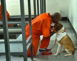 Prisoners share their cells with a dog and it has a magical effect