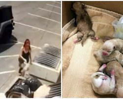 Woman Caught On Video Tossing Bag Filled With 7 Newborn Puppies Into Dumpster