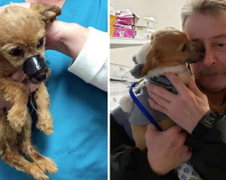 Puppy Found In Ditch With Muzzle Taped Shut Thanks The Man Who Saved Him