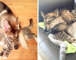 Mom Lets Puppy Pick Her New Sister At Shelter, Puppy Ends Up Choosing A Kitten