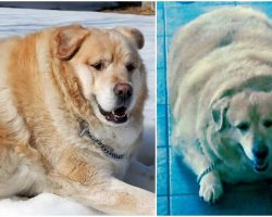 Obese Dog Saved From Euthanasia, Undergoes Astonishing Weight Loss Transformation