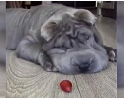 Shar-Pei Picks Adorable Fight With a Strawberry & Everyone Wins