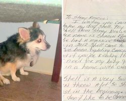 Woman Who Died Of Cancer Left A Touching Note To Help Her Senior Dog Get Adopted