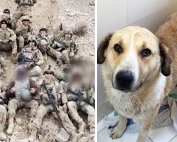 Soldiers In Afghanistan Go Above And Beyond To Bring Home A Stray They Fell In Love With