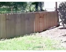 Dad Proudly Builds Fence For His Dog, But The Dog Decides To Hilariously Test It Out