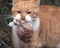 Street Cat Will Only Take Food From Humans If It’s In A Bag. One Day They Follow Her