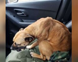 Man on road trip gets out of car — and comes back to find a dog in the front seat