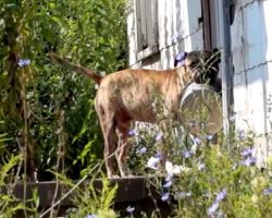 Homeless Dog Who Carries His Food Bowl Around Just Wants Someone To Feed Him