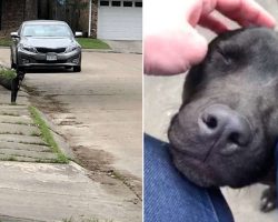 Stray puppy completely melts when she finally realizes she’s safe