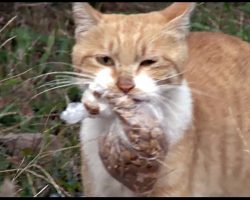 Stray Cat Refuses Food Unless It’s In A Bag She Can Carry, One Day They Follow Her And Quickly Understand