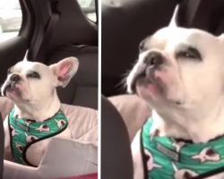 Pup’s Ready To Lash Out While Stuck In Traffic, Mom Pleads ‘Let’s Just Not’