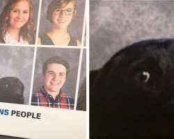 Service dog has perfect attendance record with diabetic teen, so school includes him in yearbook