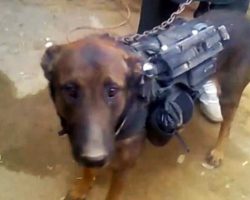 Taliban Captures Military Dog And Holds Him Hostage As A Prisoner Of War