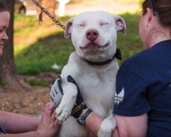 One Dog Smiles As Rescuers Save 22 Dogs From Neglect And Abuse