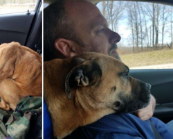 A Skinny Stray Dog Saw An Open Car Door And Decided To Jump In The Front Seat