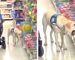 Hard-Working Service Dog Gets To Pick Out His Birthday Present, And It’s Too Cute