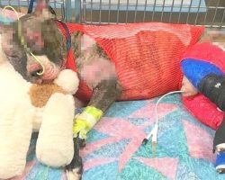 Update: Tommie’s Death Causes Ripple-Effect, Bill Signed To Make Animal Cruelty A Felony