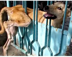 Starving Stray Stuck In Gate Was Ignored By Everyone ‘Til They Finally Show Up