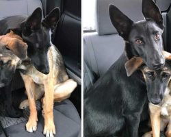 Two German Shepherds Had Nothing Except Each Other – Now They Need 2nd Chance