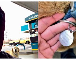 Man Finds A ‘Lost’ Dog, Tries To Help Until He Reads The ID Tag