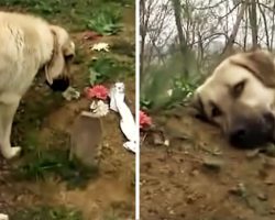 He Runs Away From Home Every Day To Visit Owner’s Grave, Breaking The Internet’s Heart