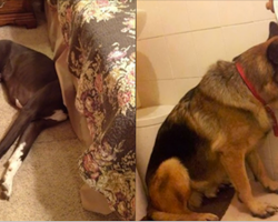 These 20 Dogs Are So Bad At Hide And Seek That It’s Hysterical