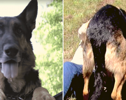 This Heroic Stray Dog Saved Dying Woman From Car Crash-Dragged Her Over 100 Feet To Get Help