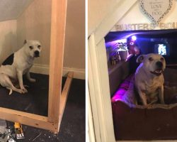 Dog With Trust Issues Gets His Own Corner Of The House To Make Him Feel Secure