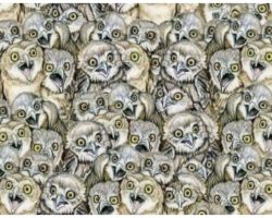Look Closely – Can You Find The Cat Amongst The Owls?