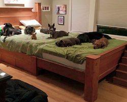 Couple Builds Giant Bed So All 8 Of Their Rescue Dogs Can Sleep With Them