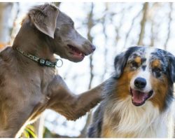 10 Fast Facts Before Adding A Second Dog To The Pack