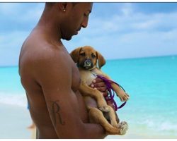 There’s A Caribbean Island Filled With Adoptable Rescue Puppies… I’m Packing My Bags!