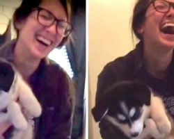 Husky Puppy Suddenly Starts “Talking” Like A Human, And Mom Totally Loses It