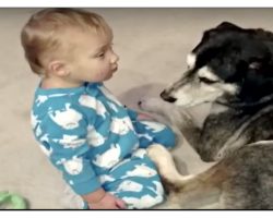 Baby Is So Sleepy But It’s The Dog’s Reaction That Makes Mom Grab The Camera