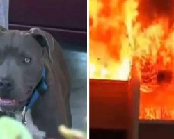 House Burns To Ground With Baby Inside – Then Mom Sees Pit Bull Dragging Child Out By Her Diaper