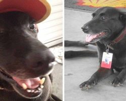 Sad Dog Abandoned At Gas Station Becomes Everyone’s Favorite Employee