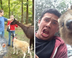 19 Animal Photobombs That Are So Funny, You’d Swear They Were Done On Purpose