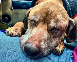 Pilot Flies Old Dog 400 Miles To Get A New Home