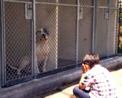 6-Year-Old Boy With Autism Doesn’t Want Shelter Dogs To Feel Lonely, Begins Reading To Them