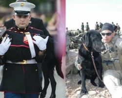 Bomb-Sniffing Dog Diagnosed With Terminal Cancer Gets Proper Send-Off Fit For A Marine