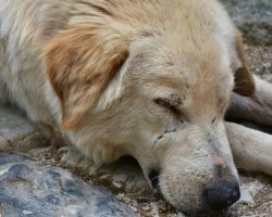 5-Year-Old Healthy Dog Dies Of Heat Stroke During Morning Walk – Here’s How To Protect Your Pet