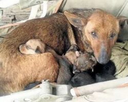Woman Finds Street Dog Huddled With Puppies, Looks Closer And Spots A Tiny Hand Emerge