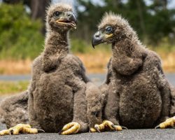 Woman Finds Adorable Baby Eaglets In Middle Of Road And Realizes They Need Her Help